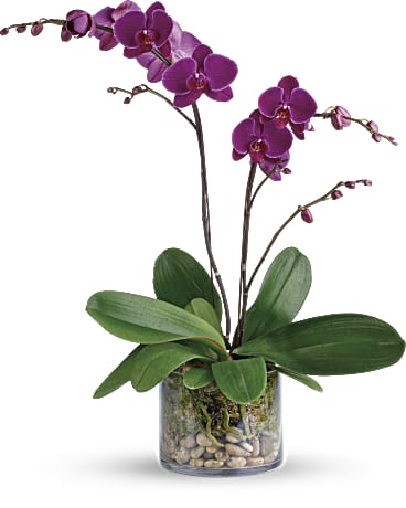 Planta de orquídeas Gloriosa Gratitud - Teleflora