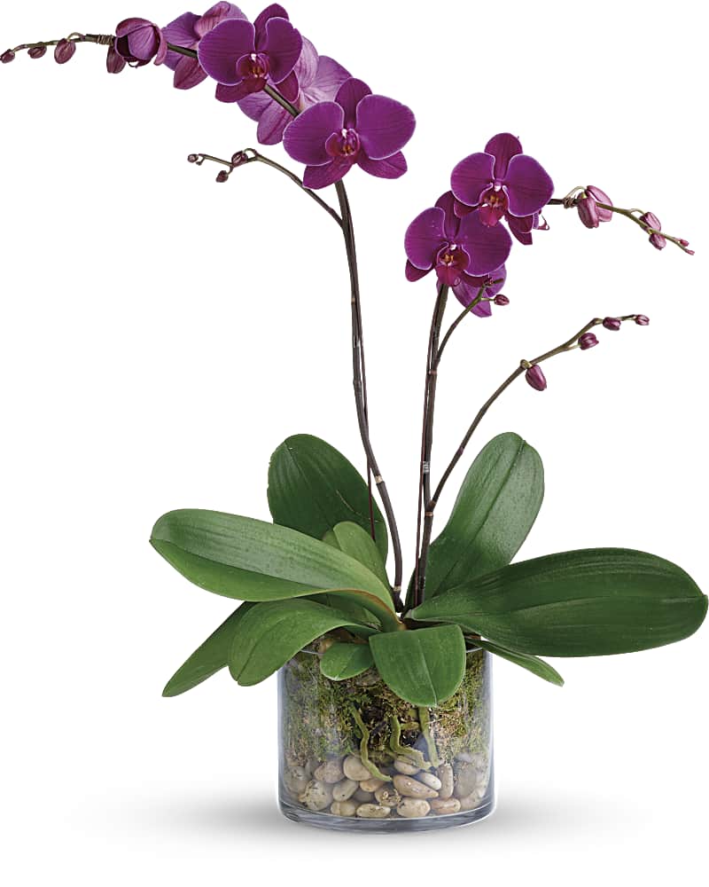Glorious Gratitude Orchid Plant Teleflora