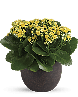 Yellow , Mixed Bouquets , Forever Yellow Kalanchoes , Same Day Flower Delivery By Teleflora