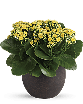 Kalanchoes amarillos para siempre