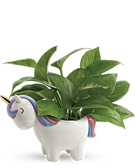 Green , Mixed Bouquets , Peaceful Unicorn Pothos Plant , Same Day Flower Delivery By Teleflora