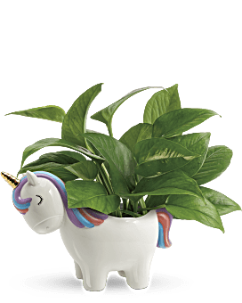 Ramo de plantas de Pothos de unicornio pacífico de Teleflora