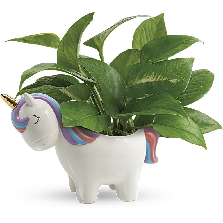 Peaceful Unicorn Pothos Plant