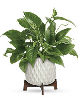 Teleflora's Lush Leaves Pothos Plant Bouquet