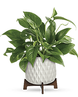 Best Selling Plants Succulents Delivery Teleflora