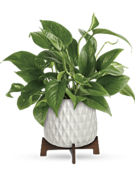 Teleflora's Lush Leaves Pothos Plant Bouquet