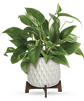 Plante Pothos aux feuilles luxuriantes de Teleflora