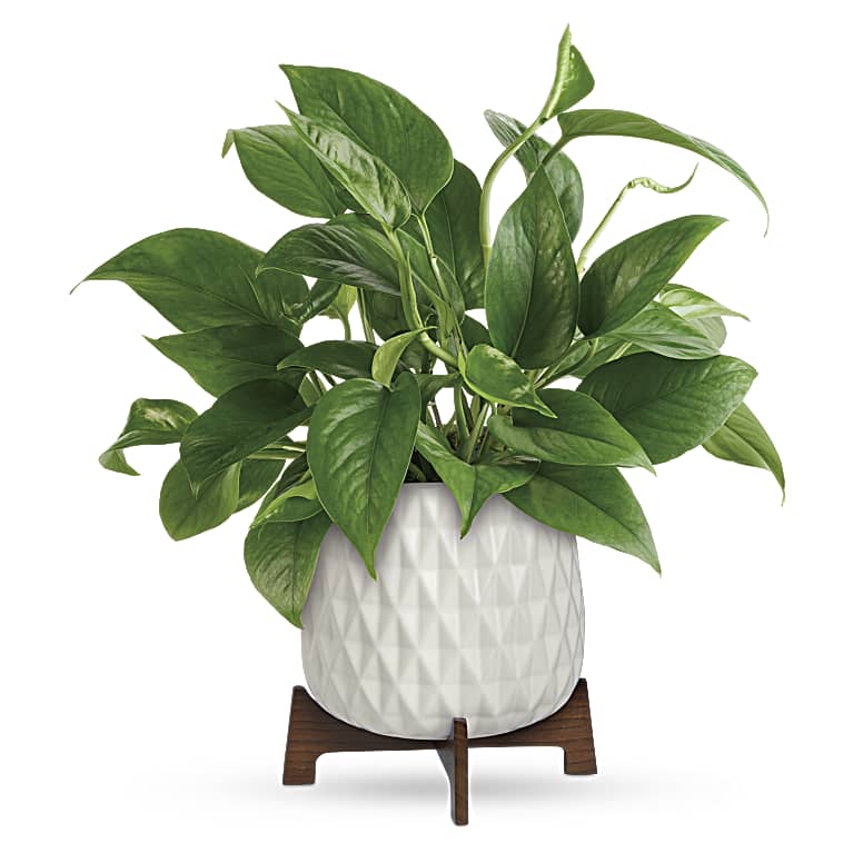 Lush Leaves Pothos Plant