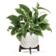 Lush Leaves Pothos Plant