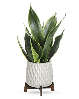 Flower Delivery By Teleflora, Multi-Colored, Mixed Bouquets, Teleflora's Growing Art Sansevieria Plant, Mother's Day Flower Arrangements