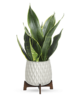 Teleflora's Growing Art Sansevieria Plant Bouquet