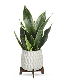 Planta creciente de arte Sansevieria de Teleflora