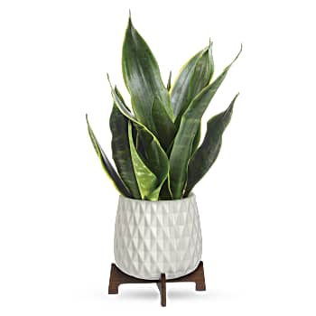Teleflora's Growing Art Sansevieria Plant