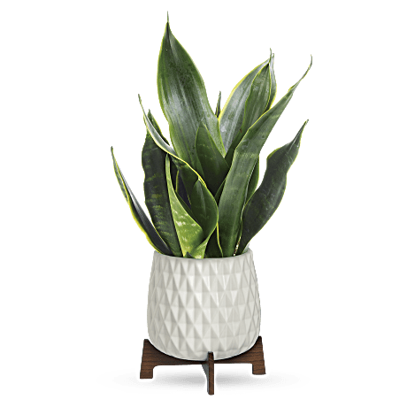 Teleflora's Growing Art Sansevieria Plant