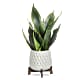 Growing Art Sansevieria Plant