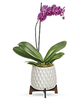 Flower Delivery By Teleflora, Multi-Colored, Orchids, Teleflora's Architectural Orchid Plant, Mother's Day Flower Arrangements