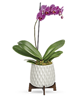 Teleflora's Architectural Orchid Plant Bouquet