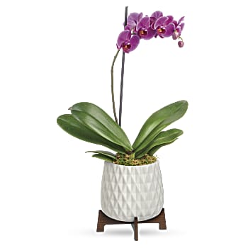 Teleflora's Architectural Orchid Plant