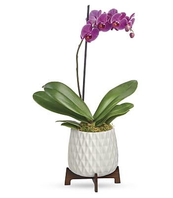 Teleflora's Architectural Orchid Plant Flowers