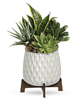 Flower Delivery By Teleflora, White, Mixed Bouquets, Teleflora's Modern Mood Succulent Garden, Mother's Day Flower Arrangements