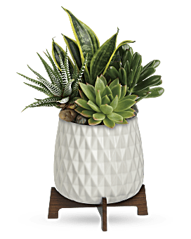 Teleflora's Modern Mood Succulent Garden Bouquet