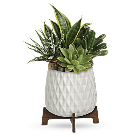 Teleflora's Modern Mood Succulent Garden