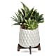 Modern Mood Succulent Garden
