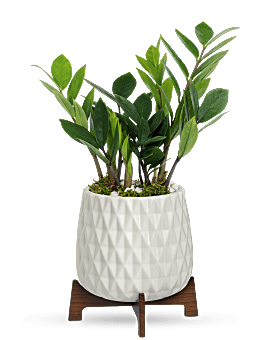 Teleflora's Luxe Leaves Plant Plant