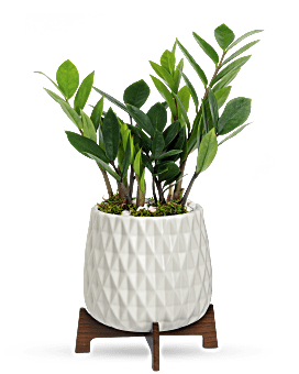 Teleflora's Luxe Leaves Plant Plant