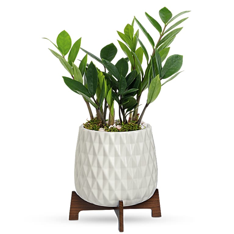 Luxe Leaves Plant