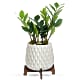 Luxe Leaves Plant