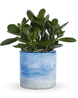 Multi-Colored , Mixed Bouquets , Sky Glass Jade Plant , Same Day Flower Delivery By Teleflora