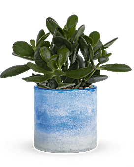 Teleflora's Sky Glass Jade Plant  Plant