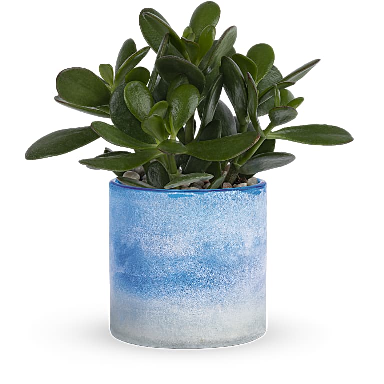 Sky Glass Jade Plant