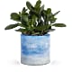 Sky Glass Jade Plant