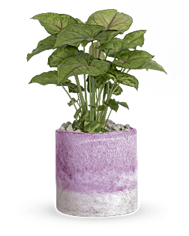 Teleflora's Lavender Frost Plant