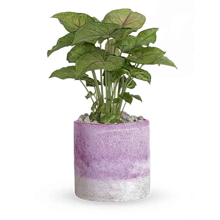 Lavender Frost Plant