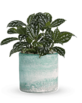 Teleflora's Seaside Mist Plant  Plant