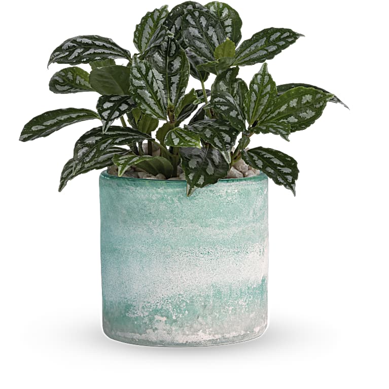 Seaside Mist Plant