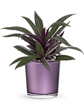 Teleflora's Leaves of Amethyst Plant Plant