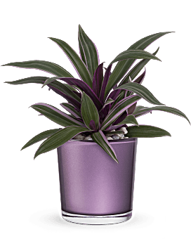 Planta de hojas de amatista de Teleflora