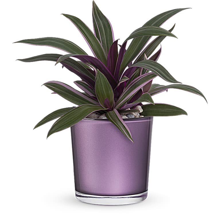 Leaves of Amethyst Plant