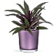 Leaves of Amethyst Plant