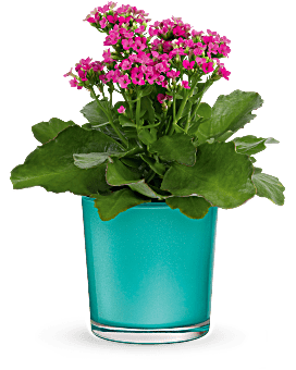 Pink | Mixed Bouquets | Shimmering Aqua Plant | Same Day Flower Delivery by Teleflora