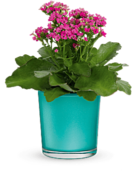 Teleflora's Shimmering Aqua Plant Plant