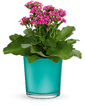 Teleflora's Shimmering Aqua Plant Plant