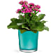 Shimmering Aqua Plant