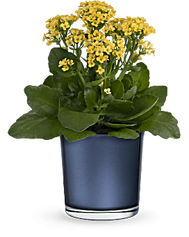 Yellow , Mixed Bouquets , Golden Morning Plant , Same Day Flower Delivery By Teleflora