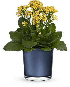 Teleflora's Golden Morning Plant  Plant