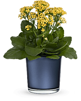 Teleflora's Golden Morning Plant  Plant